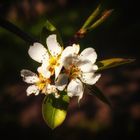 Birne Helene