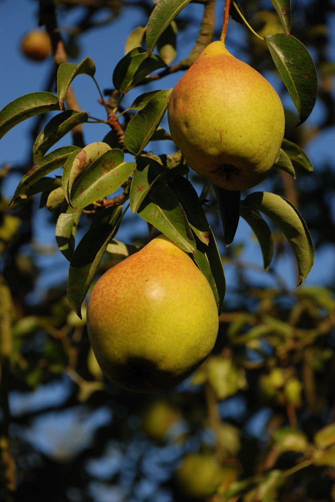 Birne im Herbst