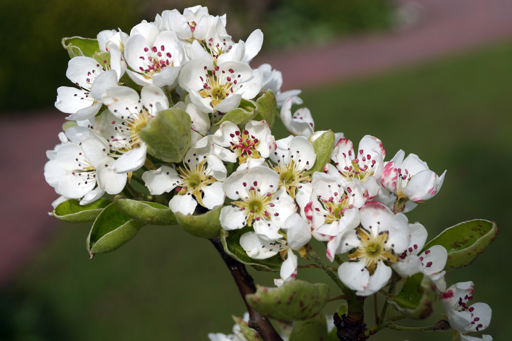 Birne in voller Blüte