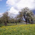 Birne mit Apfel