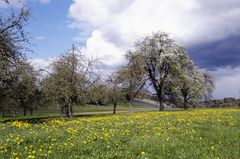 Birne mit Apfel