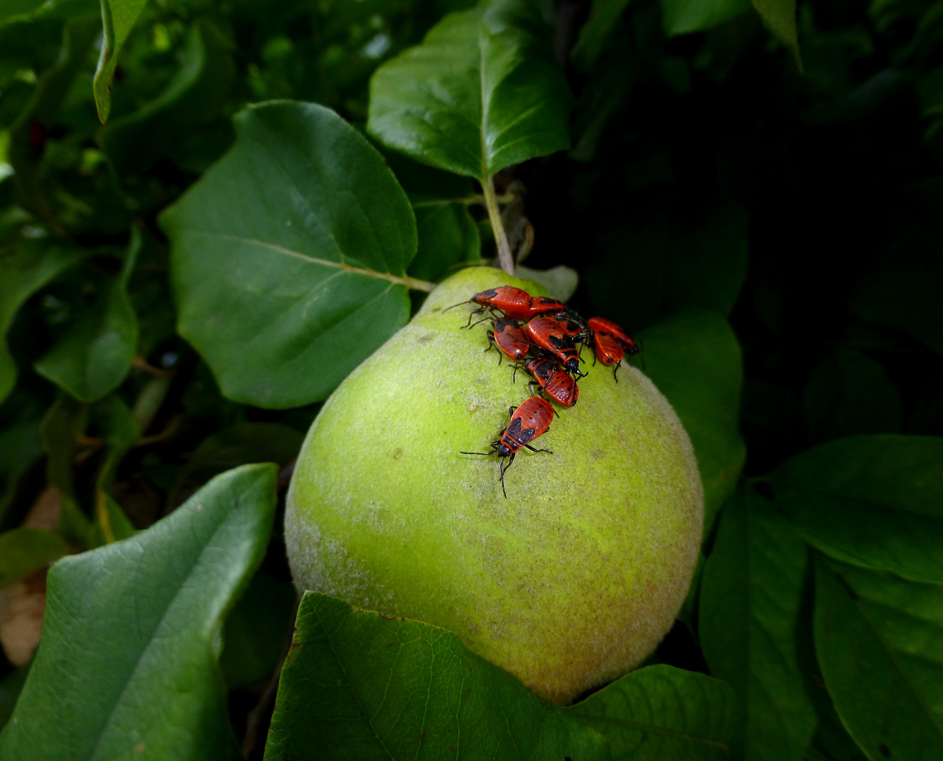 Birne mit Besuchern