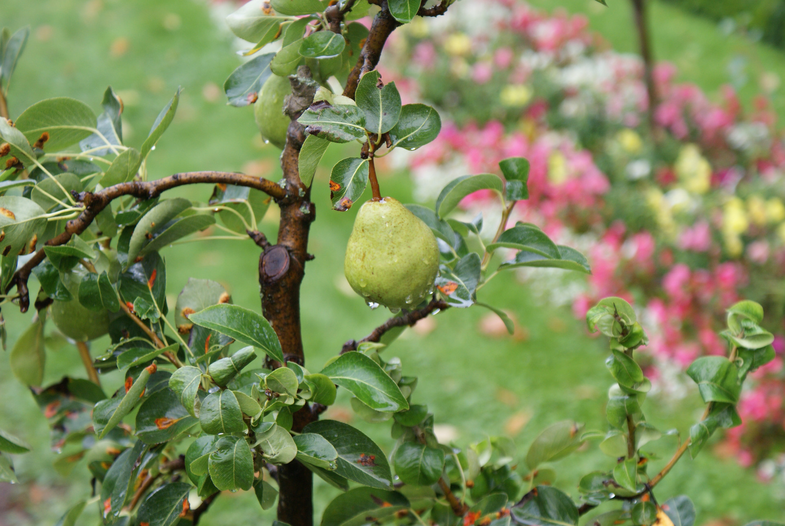 Birne mit Regentropfen