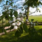 Birne (Pyrus communis)