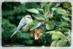 Birne zum Dessert