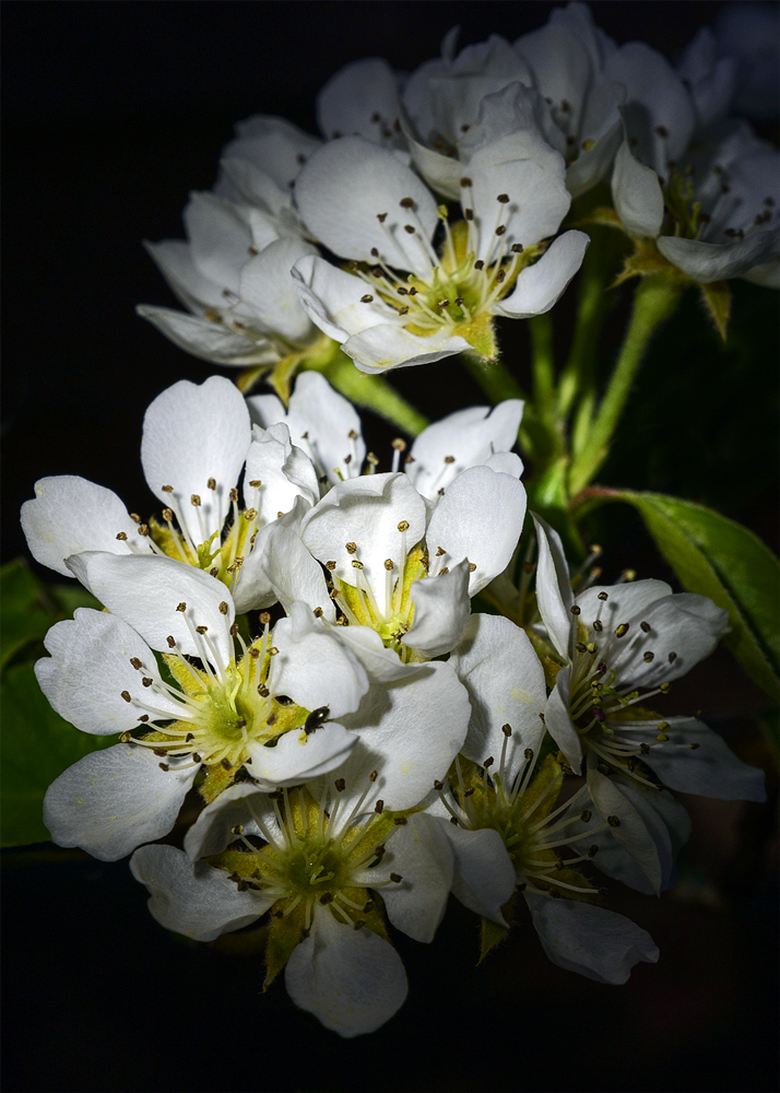 Birneblüten.