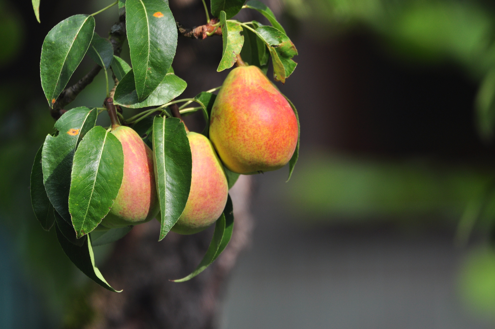 Birnen Foto & Bild pflanzen, pilze & flechten, bäume, obstbäume