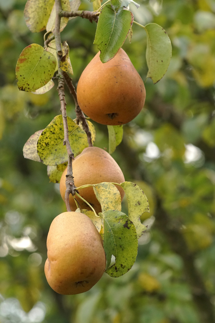 Birnen Foto & Bild | oktober, herbst, garten Bilder auf fotocommunity