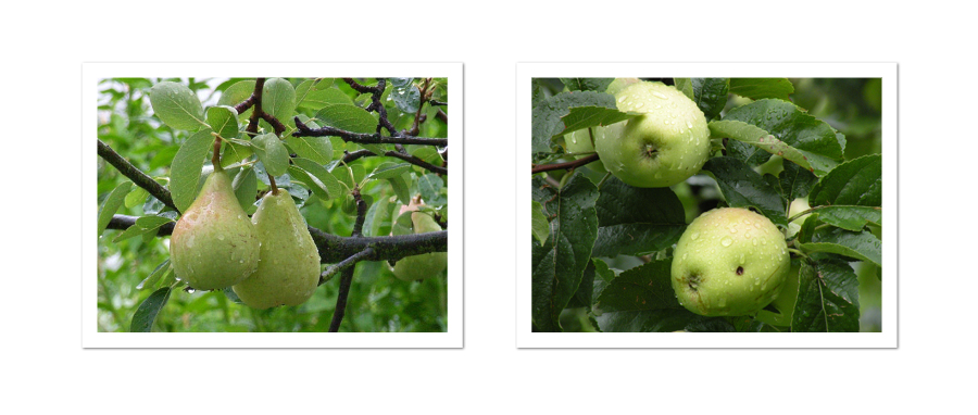 Birnen & Äpfel ....