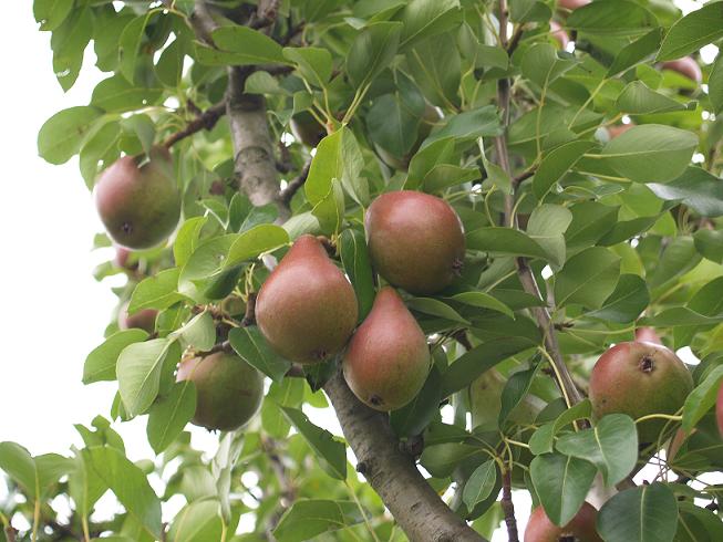 Birnen Baum