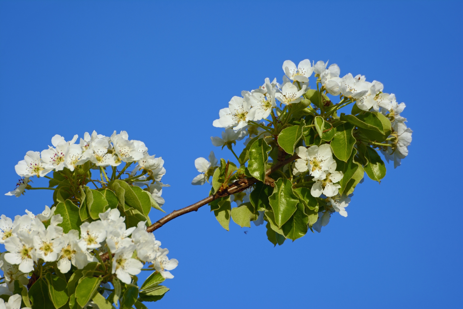 Birnen Blüte.