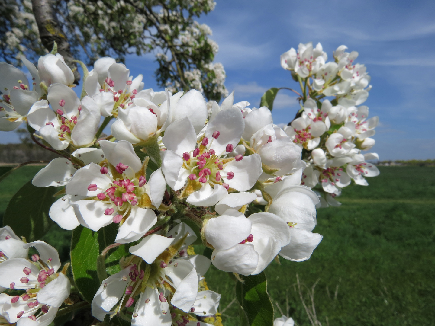 Birnen-Blüten in der Soester Börde