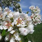 Birnen-Blüten in der Soester Börde