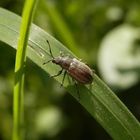 Birnen-Grünrüssler (Phyllobius pyri) auf Weichgras