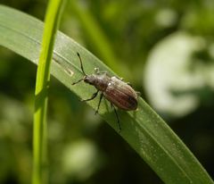 Birnen-Grünrüssler (Phyllobius pyri) auf Weichgras