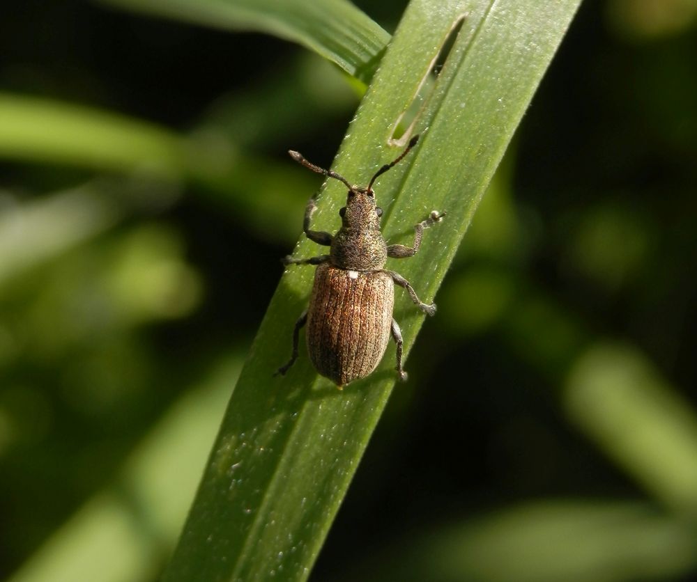 Birnen-Grünrüssler (Phyllobius pyri) auf Weichgras