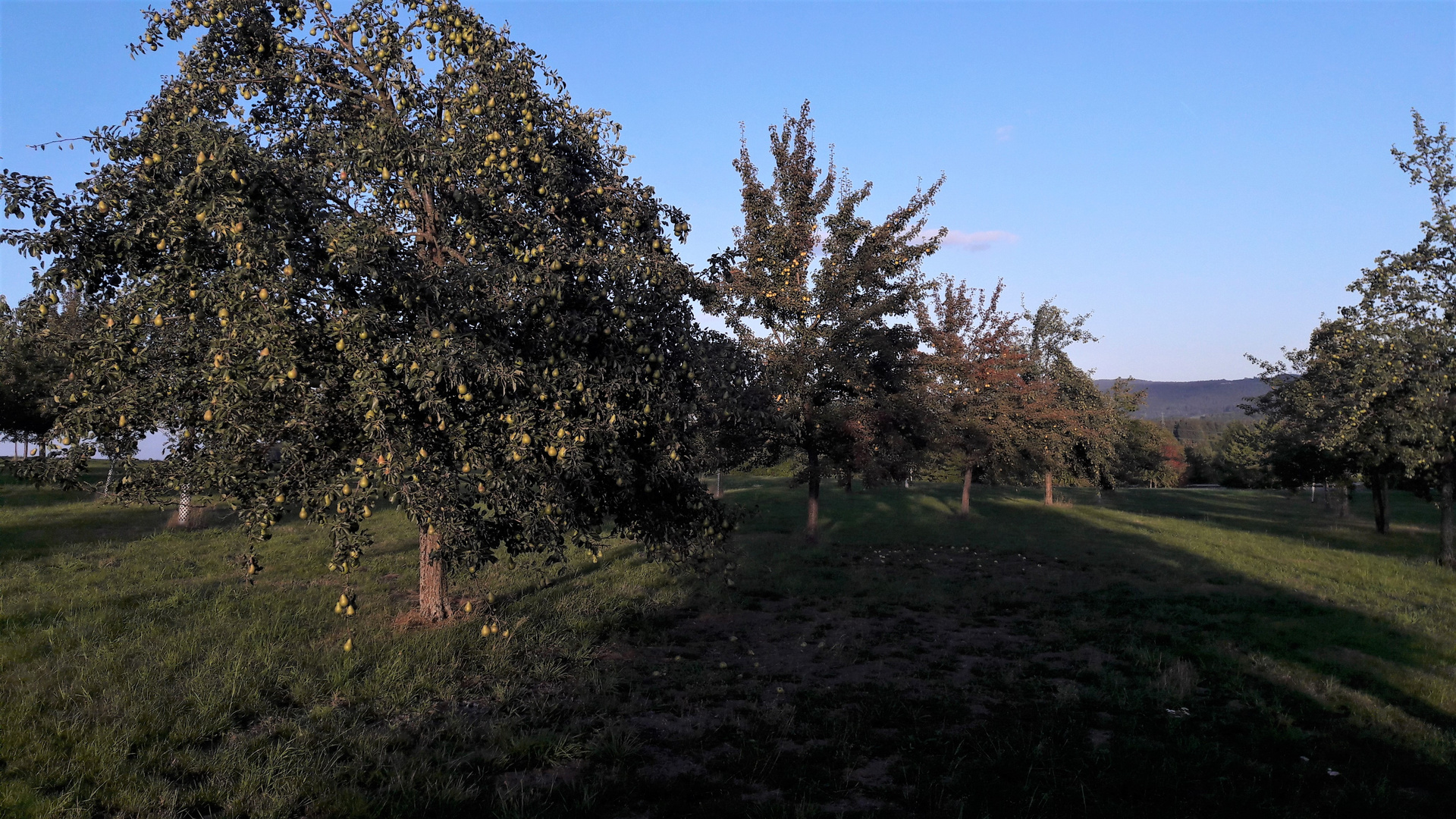 Birnen im Abendlicht so weit das Auge reicht 18.9.2019