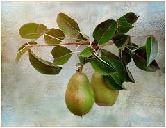 Birnen im  Obstgarten 