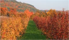 Birnen Obstanlge im Herbst