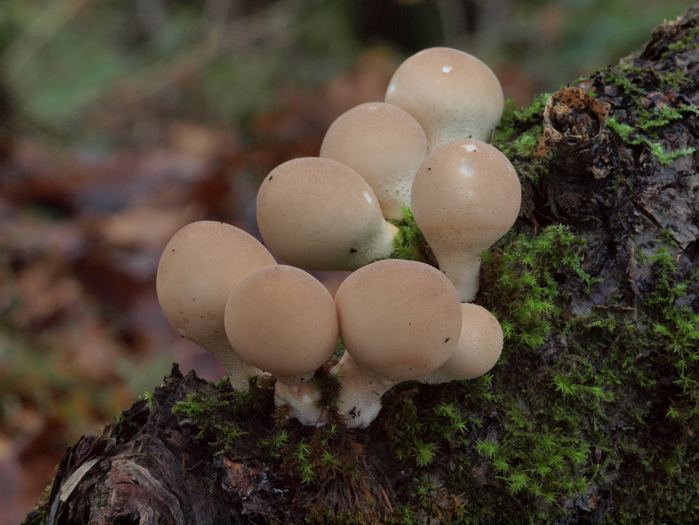 Birnen-Stäubling (Lycoperdon pyriforme)