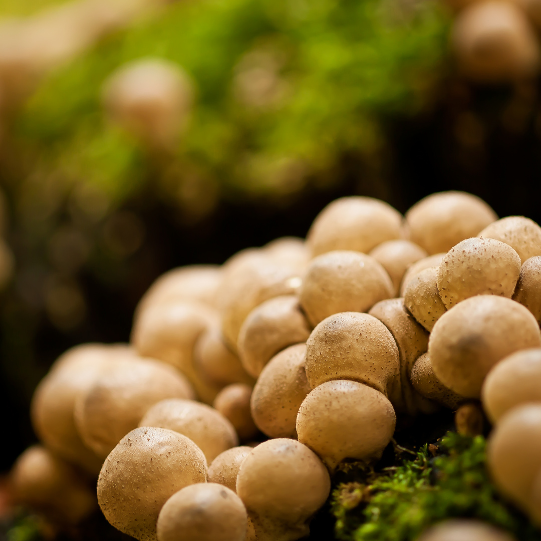 Birnen-Stäubling (Lycoperdon pyriforme) I