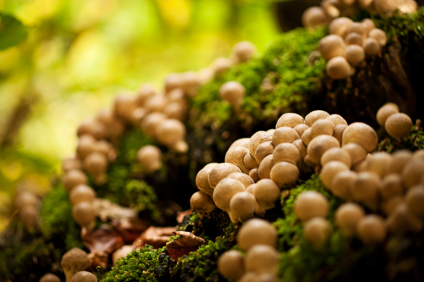 Birnen-Stäubling (Lycoperdon pyriforme) II