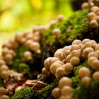 Birnen-Stäubling (Lycoperdon pyriforme) II