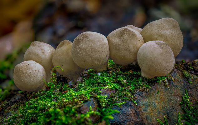 Birnen-Stäublinge (Apioperdon pyriforme)