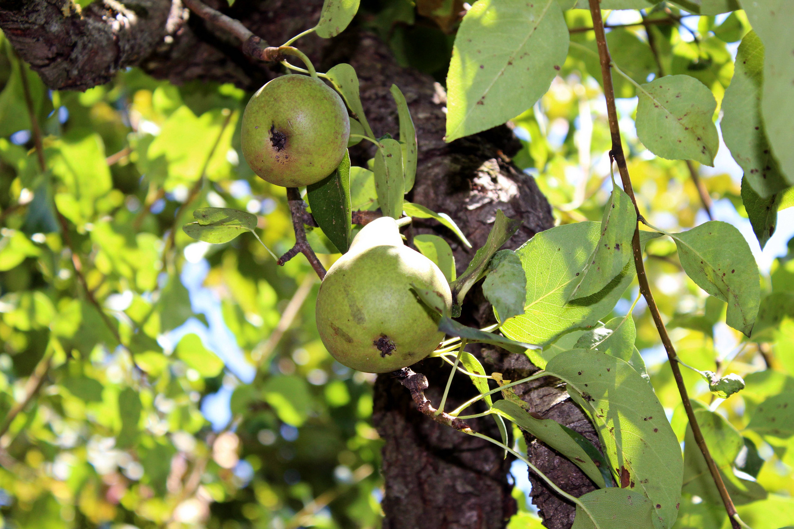 Birnenbaum ...