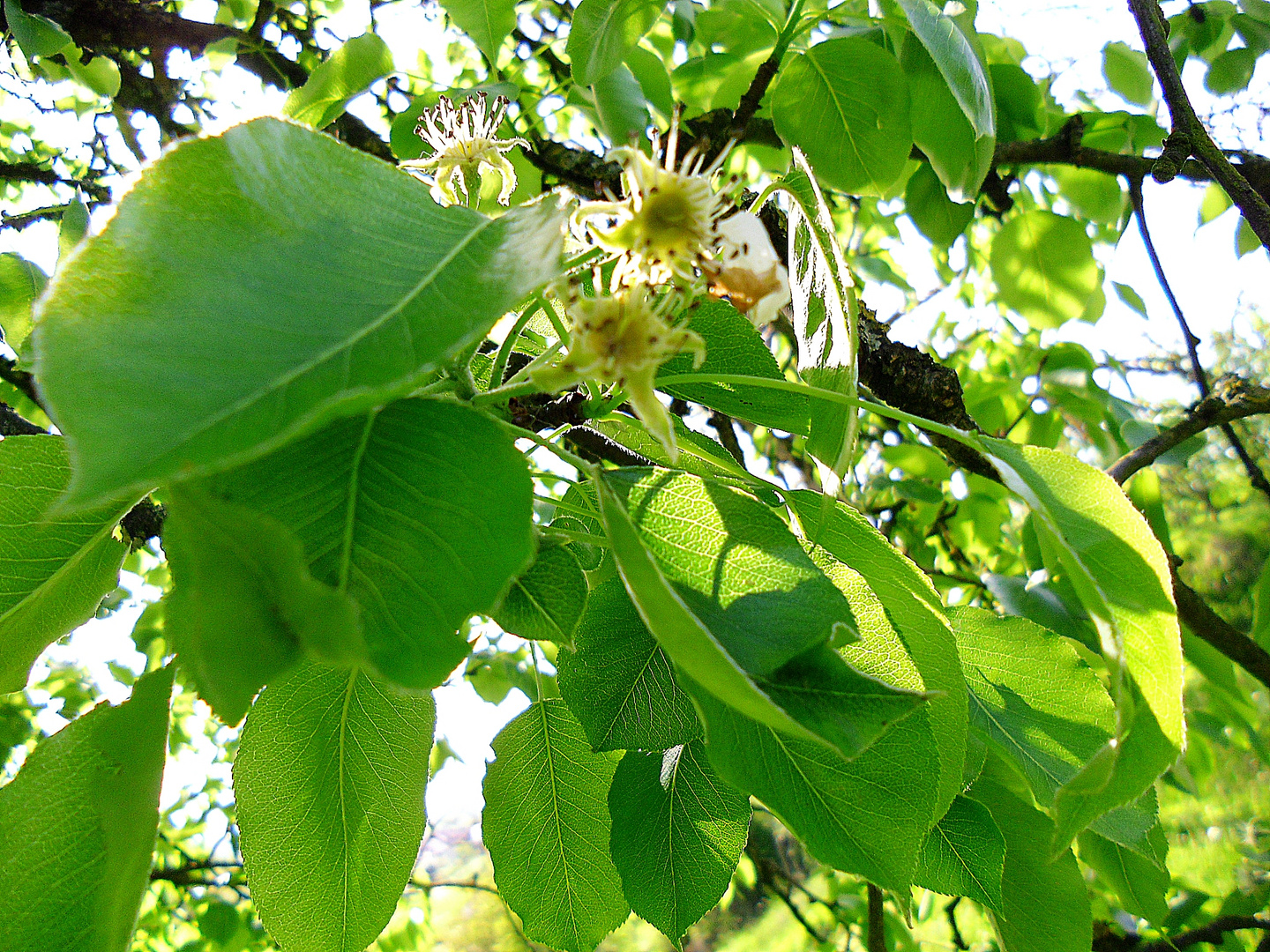 Birnenbaum.