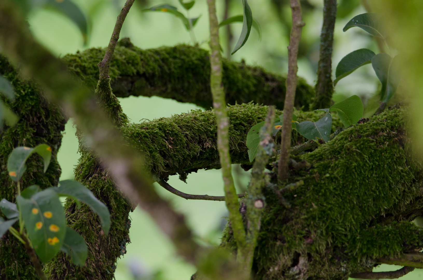 Birnenbaum