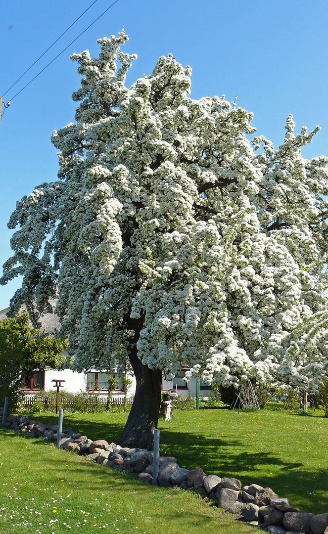 Birnenbaum auf Hiddensee