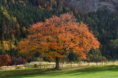 Birnenbaum im November