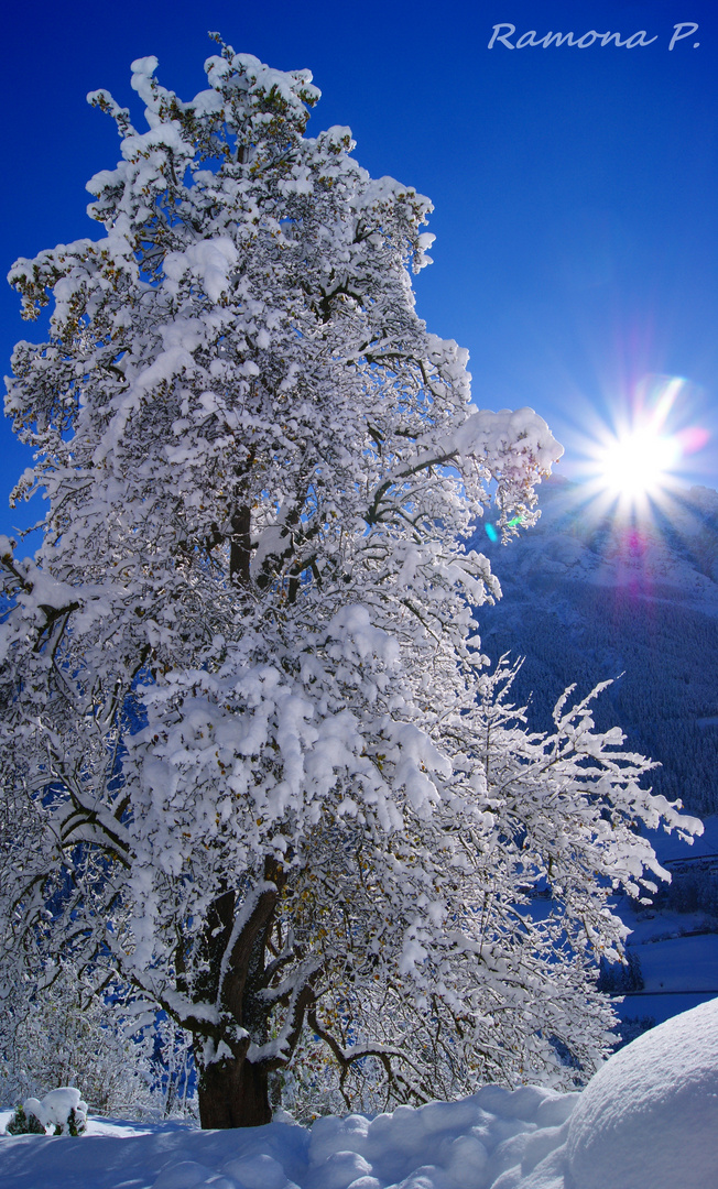 Birnenbaum im Winter (mind. 150 Jahre alt)