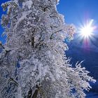 Birnenbaum im Winter (mind. 150 Jahre alt)