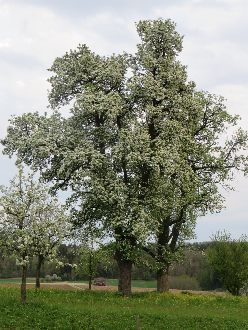 Birnenbaum in Blüte