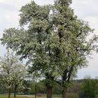 Birnenbaum in Blüte