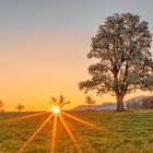 Birnenbaum mit Sommenaufgang