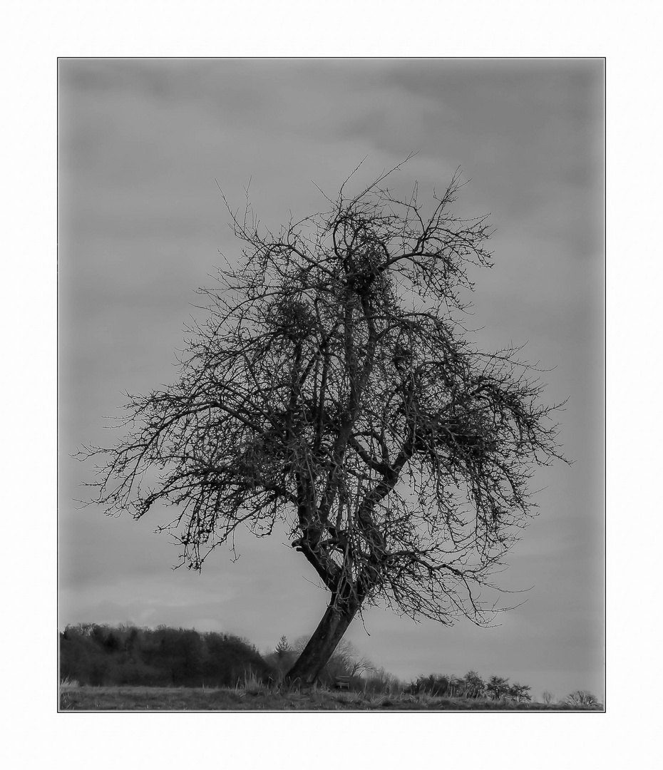 Birnenbaum nach der Erntezeit