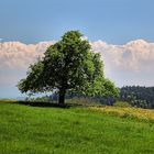 Birnenbaum Rossrueti SG HDR.jpg