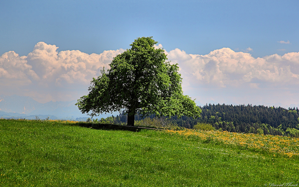 Birnenbaum Rossrueti SG HDR.jpg