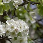 Birnenbaumblütenpanorama