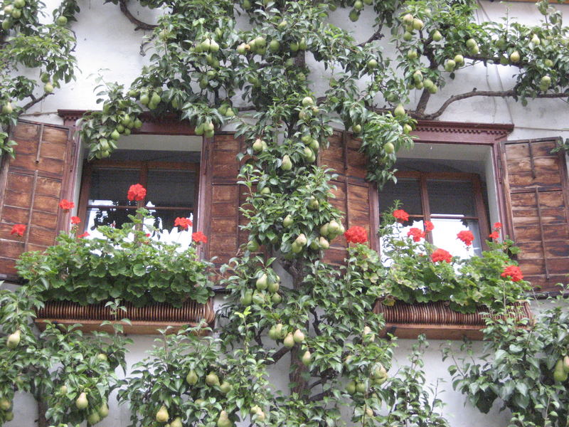 Birnenbaumfenster