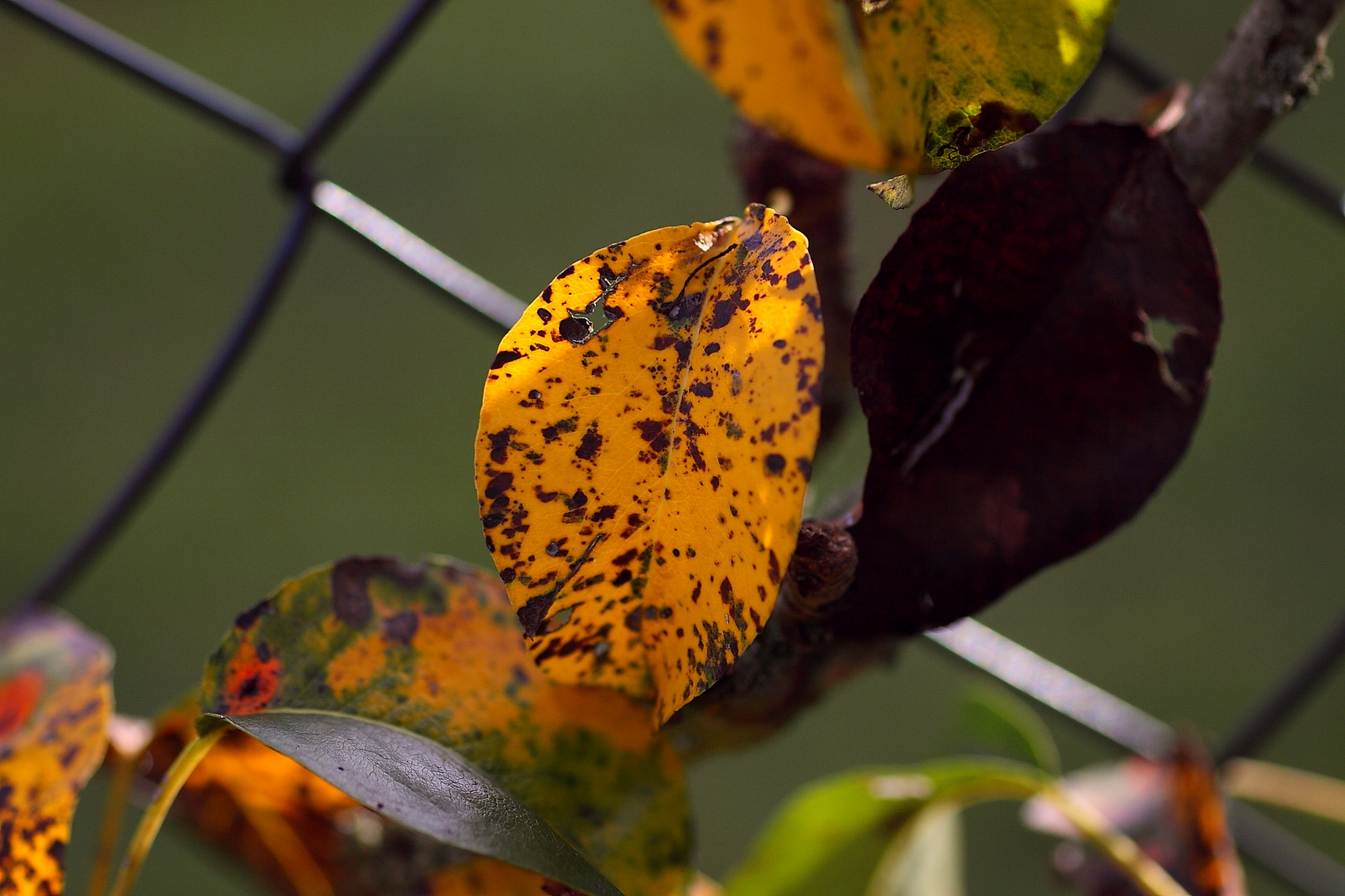 Birnenblatt