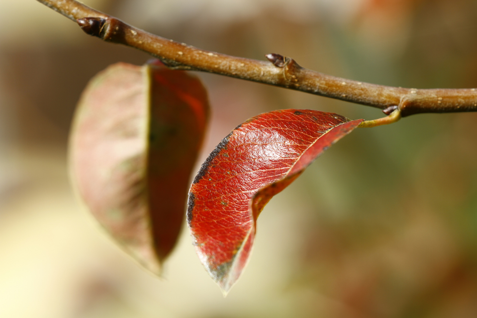 Birnenblatt in Rot