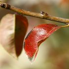 Birnenblatt in Rot