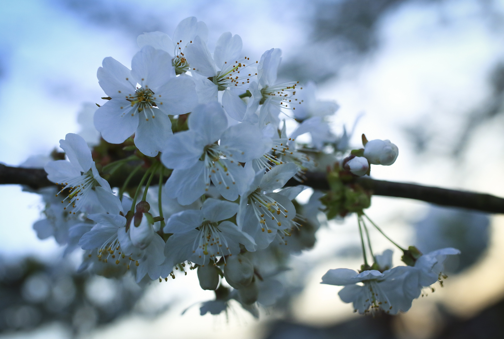 Birnenblüte