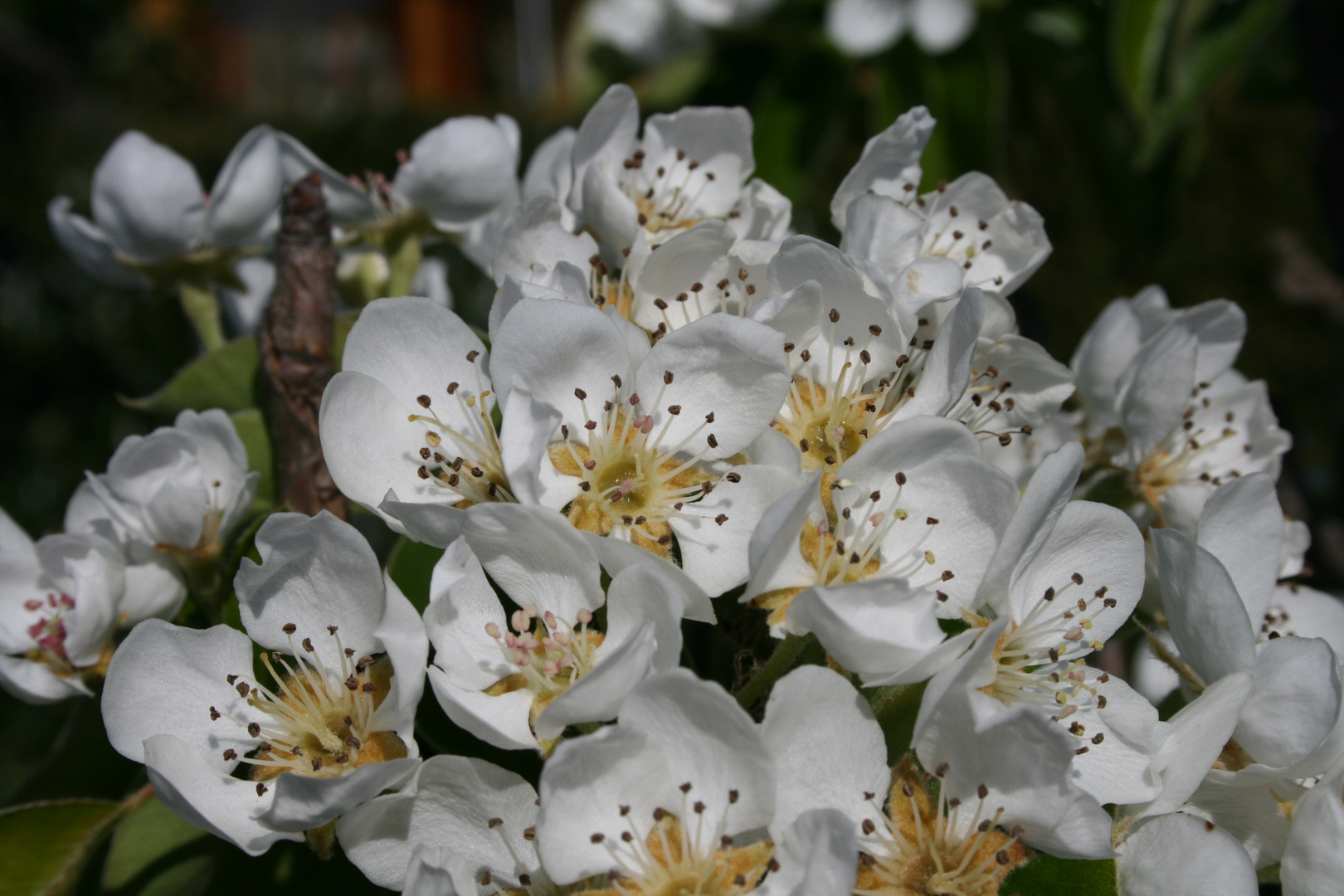 Birnenblüte