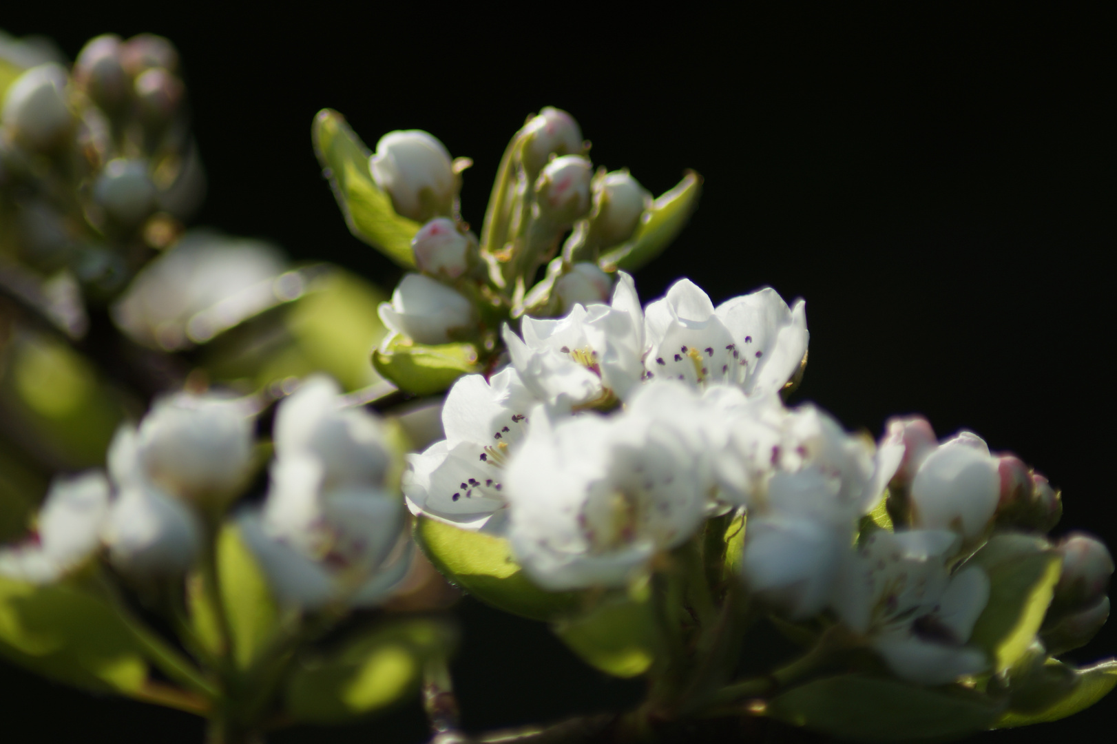 Birnenblüte