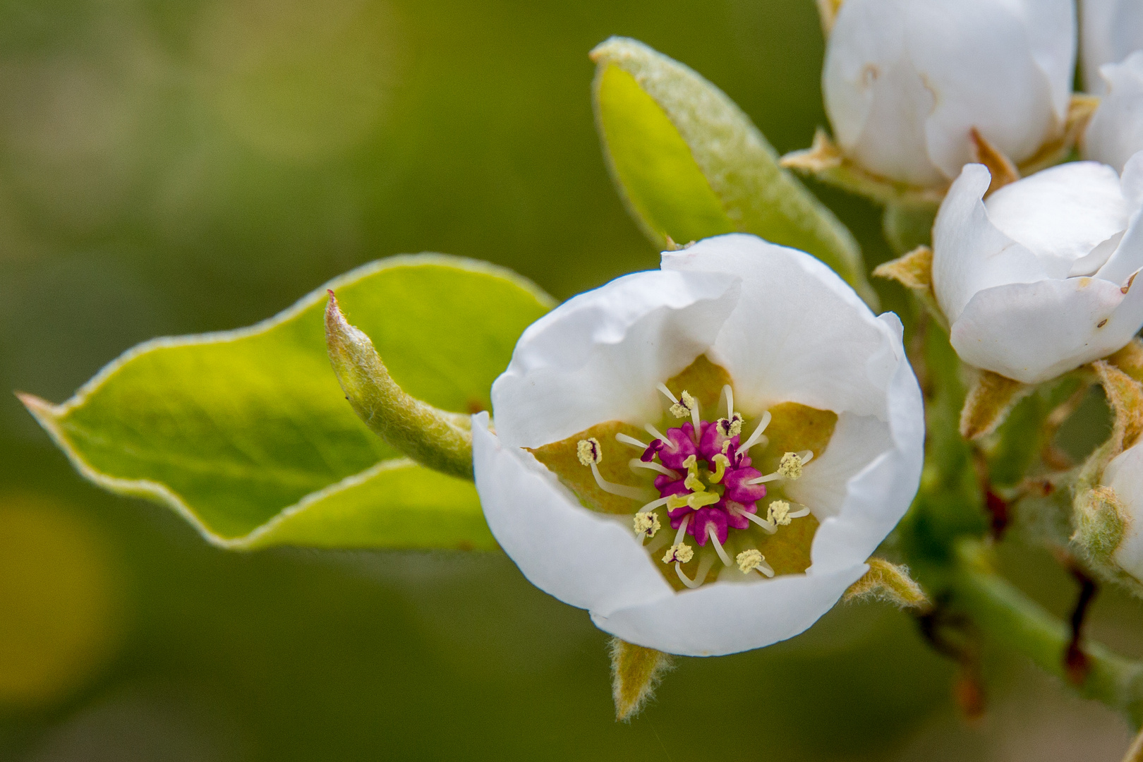 Birnenblüte